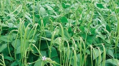 阳台、泡沫箱、花盆最适合种植这些蔬菜,简单省心,家庭种植首选 - 今日头条 阳台、泡沫箱、花盆最适合种植这些蔬菜,简单省心,家庭种植首选 - 图画吧TUHUABA