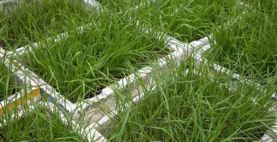 阳台、泡沫箱、花盆最适合种植这些蔬菜,简单省心,家庭种植首选 - 今日头条 阳台、泡沫箱、花盆最适合种植这些蔬菜,简单省心,家庭种植首选 - 图画吧TUHUABA