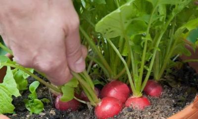 阳台、泡沫箱、花盆最适合种植这些蔬菜,简单省心,家庭种植首选 - 今日头条 阳台、泡沫箱、花盆最适合种植这些蔬菜,简单省心,家庭种植首选 - 图画吧TUHUABA