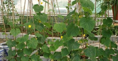 阳台、泡沫箱、花盆最适合种植这些蔬菜,简单省心,家庭种植首选 - 今日头条 阳台、泡沫箱、花盆最适合种植这些蔬菜,简单省心,家庭种植首选 - 图画吧TUHUABA