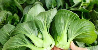 立秋后种什么菜最合适?6种适合家庭种植的蔬菜 - 今日头条 立秋后种什么菜最合适?6种适合家庭种植的蔬菜 - 图画吧TUHUABA