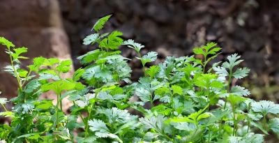 立秋后种什么菜最合适?6种适合家庭种植的蔬菜 - 今日头条 立秋后种什么菜最合适?6种适合家庭种植的蔬菜 - 图画吧TUHUABA