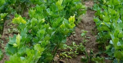 立秋后种什么菜最合适?6种适合家庭种植的蔬菜 - 今日头条 立秋后种什么菜最合适?6种适合家庭种植的蔬菜 - 图画吧TUHUABA