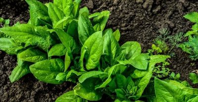 立秋后种什么菜最合适?6种适合家庭种植的蔬菜 - 今日头条 立秋后种什么菜最合适?6种适合家庭种植的蔬菜 - 图画吧TUHUABA