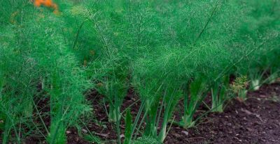 立秋后种什么菜最合适?6种适合家庭种植的蔬菜 - 今日头条 立秋后种什么菜最合适?6种适合家庭种植的蔬菜 - 图画吧TUHUABA