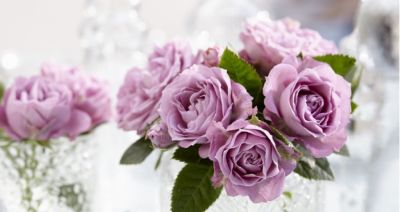 别瞎送玫瑰!不同颜色+朵数花语大全,送错真的超尴尬 - 今日头条 别瞎送玫瑰!不同颜色+朵数花语大全,送错真的超尴尬 - 图画吧TUHUABA