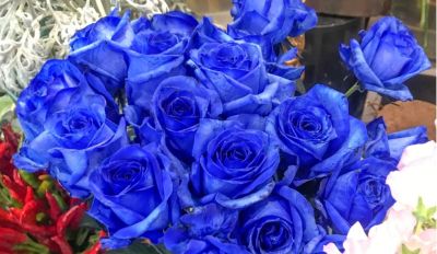 别瞎送玫瑰!不同颜色+朵数花语大全,送错真的超尴尬 - 今日头条 别瞎送玫瑰!不同颜色+朵数花语大全,送错真的超尴尬 - 图画吧TUHUABA