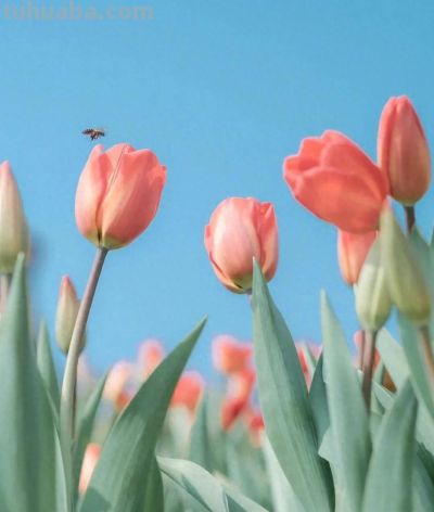 鲜花壁纸|我永远爱花，花热烈而绚烂 - 今日头条