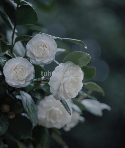 鲜花壁纸|我永远爱花，花热烈而绚烂 - 图画吧TUHUABA