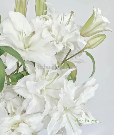 鲜花壁纸|我永远爱花，花热烈而绚烂 - 图画吧TUHUABA