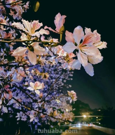 鲜花壁纸|我永远爱花，花热烈而绚烂 - 图画吧TUHUABA