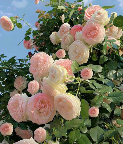 鲜花壁纸|我永远爱花，花热烈而绚烂 - 图画吧TUHUABA