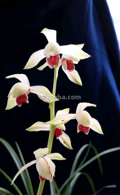 鲜花壁纸|我永远爱花，花热烈而绚烂 - 图画吧TUHUABA