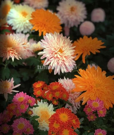 鲜花壁纸|我永远爱花，花热烈而绚烂 - 图画吧TUHUABA