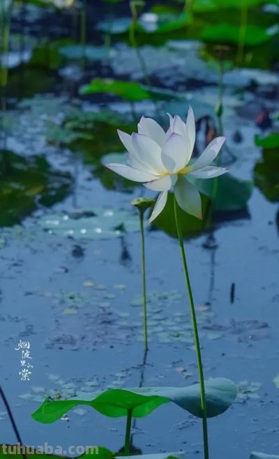 鲜花壁纸|我永远爱花，花热烈而绚烂 - 图画吧TUHUABA
