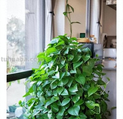 养好绿萝，只需要记住3点，再也不黄叶，一年四季绿油油 - 今日头条