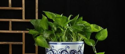 老话说“一颗绿萝七个鬼”，家里不要养，不吉利，有什么依据吗？ - 图画吧TUHUABA