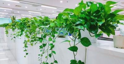 老话说“一颗绿萝七个鬼”，家里不要养，不吉利，有什么依据吗？ - 图画吧TUHUABA