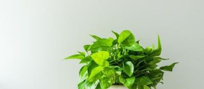 老话说“一颗绿萝七个鬼”，家里不要养，不吉利，有什么依据吗？ - 图画吧TUHUABA