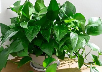 绿萝养殖的方法！ - 今日头条