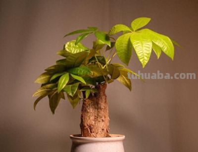 发财树冬天就黄叶？问题出在这4点，做对了，枝繁叶茂猛长叶！ - 今日头条