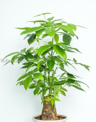 发财树冬天就黄叶？问题出在这4点，做对了，枝繁叶茂猛长叶！ - 图画吧TUHUABA