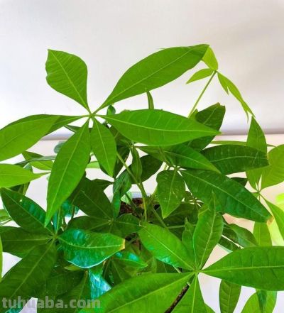 发财树冬天就黄叶？问题出在这4点，做对了，枝繁叶茂猛长叶！ - 图画吧TUHUABA