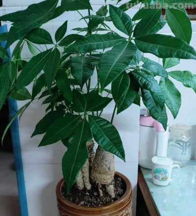 发财树冬天就黄叶？问题出在这4点，做对了，枝繁叶茂猛长叶！ - 图画吧TUHUABA