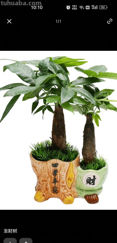 是以发下财树核心养护方法 - 图画吧TUHUABA