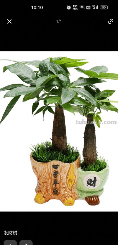 是以发下财树核心养护方法 - 今日头条