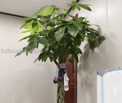 冬季养护发财树妙招 - 今日头条