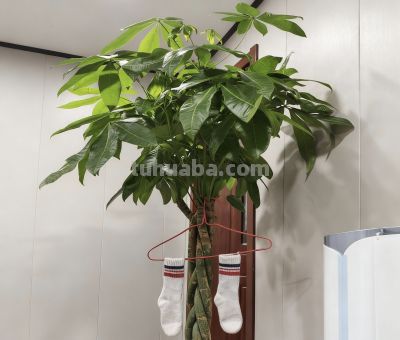 冬季养护发财树妙招 - 图画吧TUHUABA