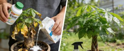 别再溺爱发财树了越精心伺候越死得快懒人才是它的天选铲屎官 - 图画吧TUHUABA