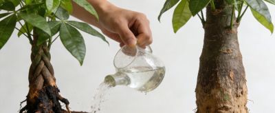 别再溺爱发财树了越精心伺候越死得快懒人才是它的天选铲屎官 - 图画吧TUHUABA