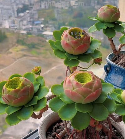 让你们真假难辨的多肉植物！ - 今日头条