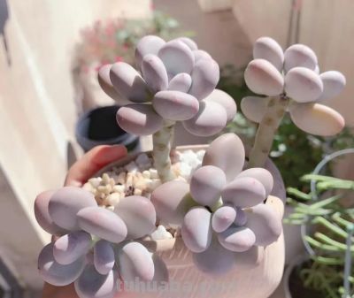 100种多肉，图名并茂，个个漂亮塞鲜花，看看你喜欢哪一款 - 图画吧TUHUABA