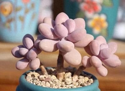 100种多肉，图名并茂，个个漂亮塞鲜花，看看你喜欢哪一款 - 今日头条