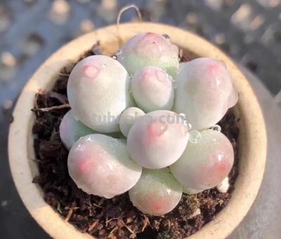 100种多肉，图名并茂，个个漂亮塞鲜花，看看你喜欢哪一款 - 图画吧TUHUABA