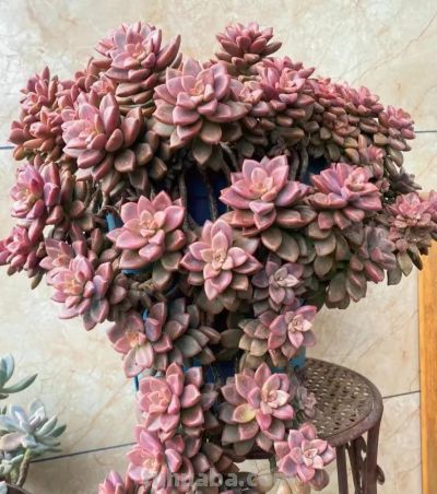 100种多肉，图名并茂，个个漂亮塞鲜花，看看你喜欢哪一款 - 图画吧TUHUABA