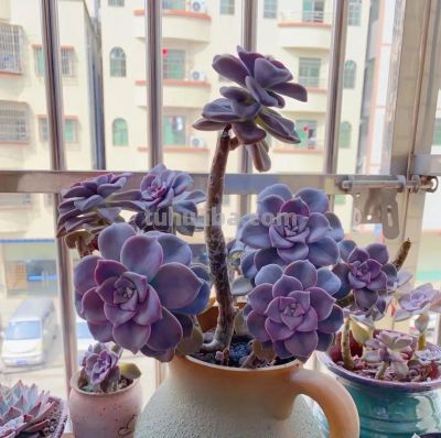 100种多肉，图名并茂，个个漂亮塞鲜花，看看你喜欢哪一款 - 图画吧TUHUABA