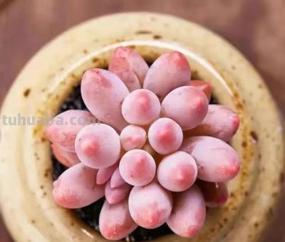 100种多肉，图名并茂，个个漂亮塞鲜花，看看你喜欢哪一款 - 图画吧TUHUABA