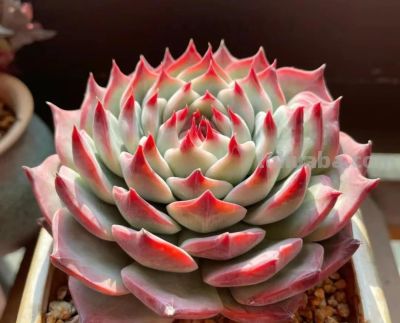 100种多肉，图名并茂，个个漂亮塞鲜花，看看你喜欢哪一款 - 图画吧TUHUABA