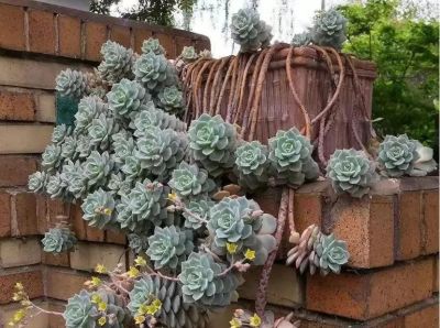 100种多肉，图名并茂，个个漂亮塞鲜花，看看你喜欢哪一款 - 图画吧TUHUABA