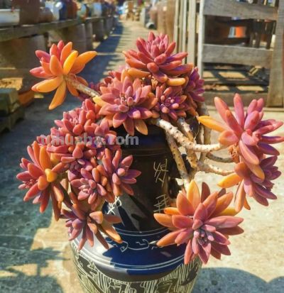 100种多肉，图名并茂，个个漂亮塞鲜花，看看你喜欢哪一款 - 图画吧TUHUABA