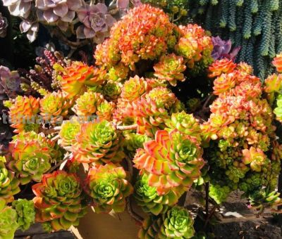 100种多肉，图名并茂，个个漂亮塞鲜花，看看你喜欢哪一款 - 图画吧TUHUABA