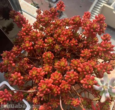 100种多肉，图名并茂，个个漂亮塞鲜花，看看你喜欢哪一款 - 图画吧TUHUABA