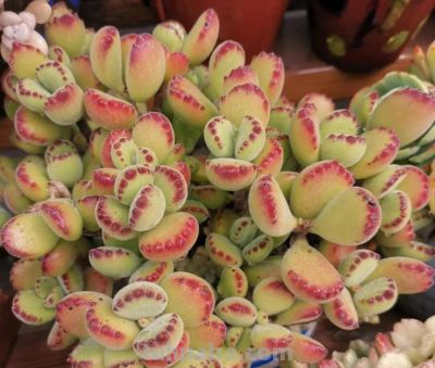 100种多肉，图名并茂，个个漂亮塞鲜花，看看你喜欢哪一款 - 图画吧TUHUABA