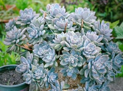 100种多肉，图名并茂，个个漂亮塞鲜花，看看你喜欢哪一款 - 图画吧TUHUABA