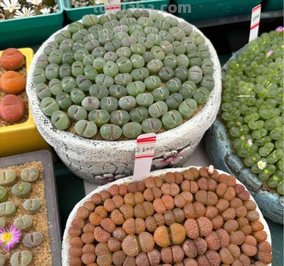 100种多肉，图名并茂，个个漂亮塞鲜花，看看你喜欢哪一款 - 图画吧TUHUABA