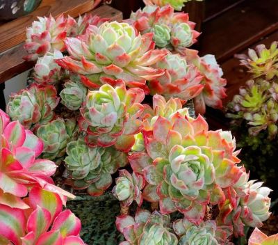 100种多肉，图名并茂，个个漂亮塞鲜花，看看你喜欢哪一款 - 图画吧TUHUABA